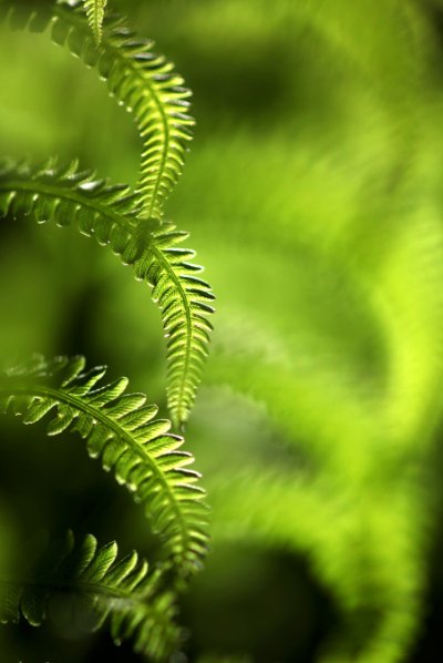 Leaves Leaves 19 - Lime Commercial Wallcovering | Koroseal