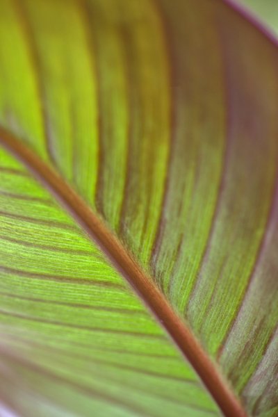 Leaves Leaves 21 - Lime Green Commercial Wallcovering | Koroseal