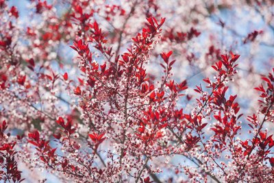 Leaves 6   Wallpaper (4350) | Kurt Johnson | Koroseal