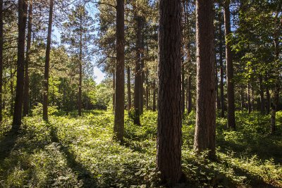 Trees 11   Wallpaper (506) | Kurt Johnson | Koroseal