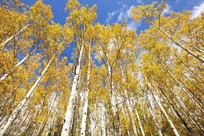 Trees Trees 14 - Sky Blue Commercial Wallcovering | Koroseal