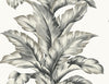 Malibu Banana Springs  Wallpaper - Coastal Botanical - Greystone | Malibu Wallpaper