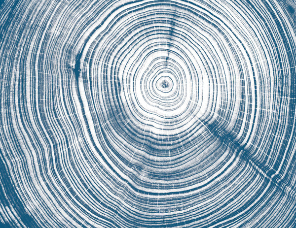 Exclusively at Designer Wallcoverings and Fabrics