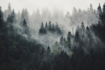 Misty Landscape - Light Gray Commercial Wallcovering | Koroseal