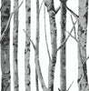 Malibu PS Birch Trees Contemporary Botanical - Monochrome | Peel and Stick Removable Wallpaper