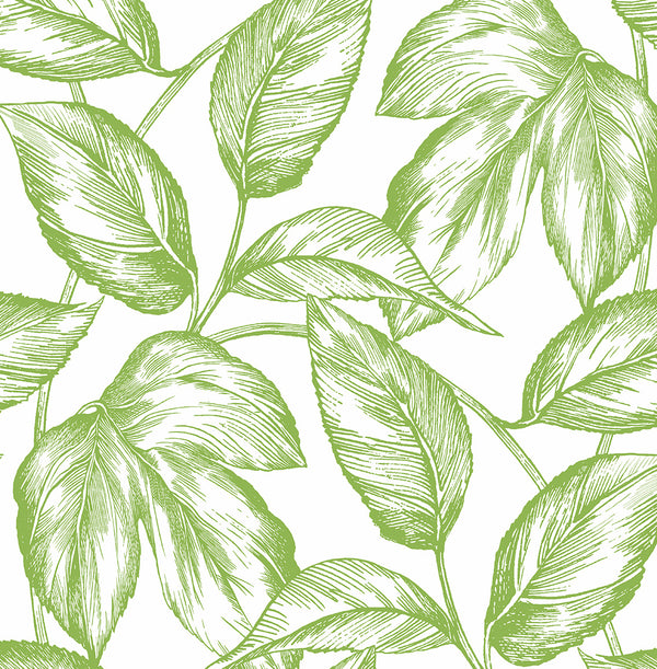 Malibu Ps Sketched Leaves Contemporary Botanical - Greenery | Peel and Stick Removable Wallcovering
