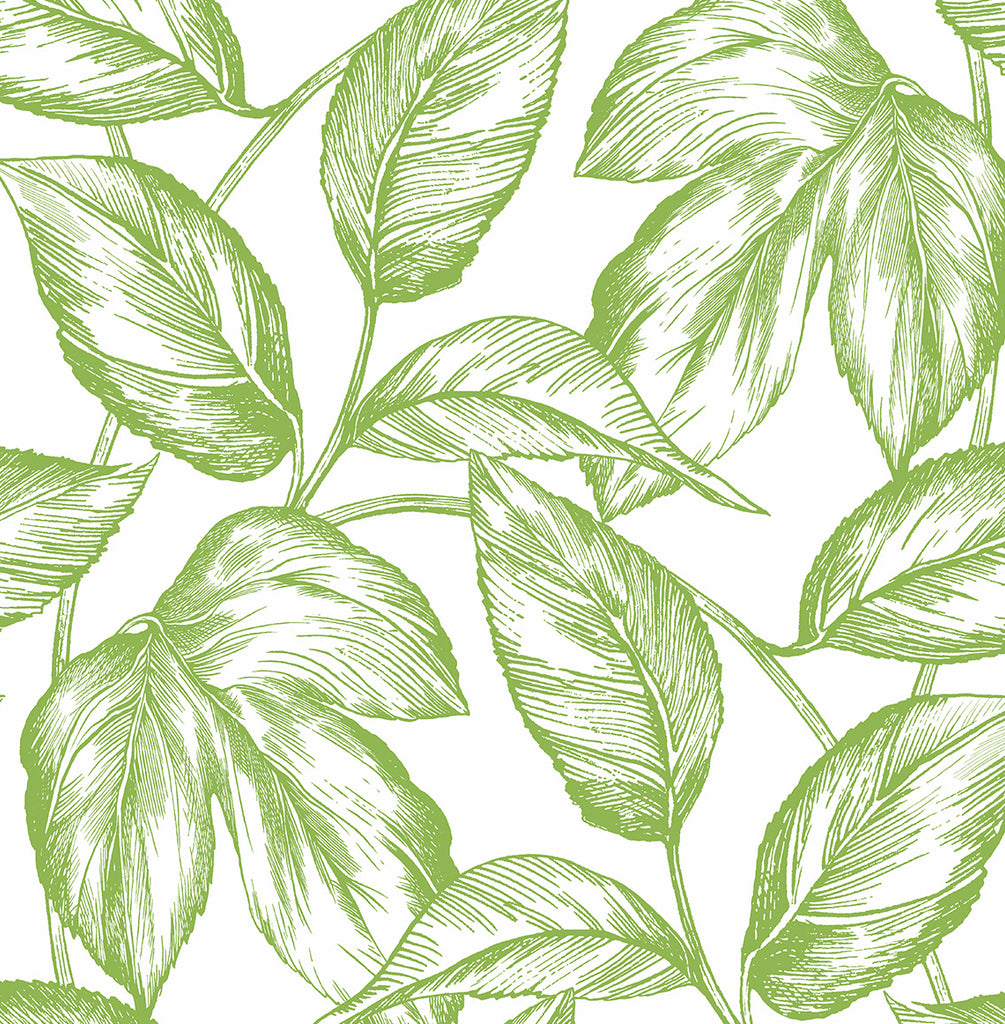 Malibu PS Sketched Leaves Contemporary Botanical - Greenery | Peel and Stick Removable Wallpaper