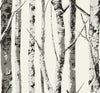 Malibu PS Winter Birch Rustic Botanical - Greystone | Peel and Stick Removable Wallpaper