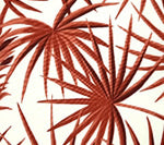 Corals on Cream