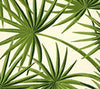 Leaf Greens on Cream