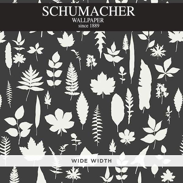 Authorized Dealer of 5005023 by Schumacher Wallpaper at Designer Wallpapers and Fabrics, Your online resource since 2007