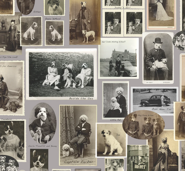Jolly Boy Dog & Friends Wallcovering | Graduate Collection
