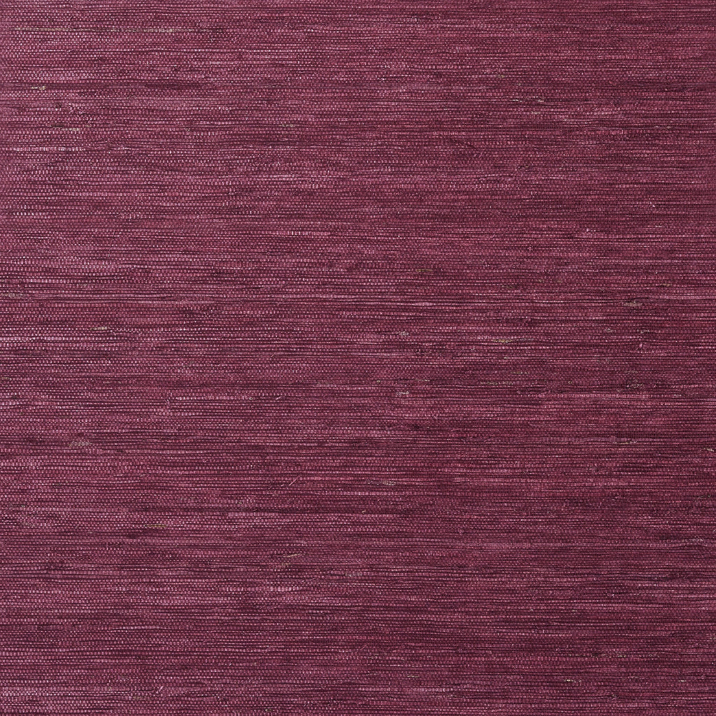 Maranta Arrowroot, Burgundy
