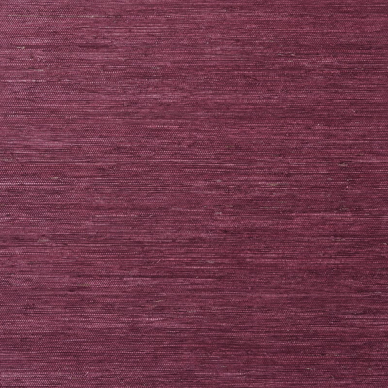 Maranta Arrowroot, Burgundy
