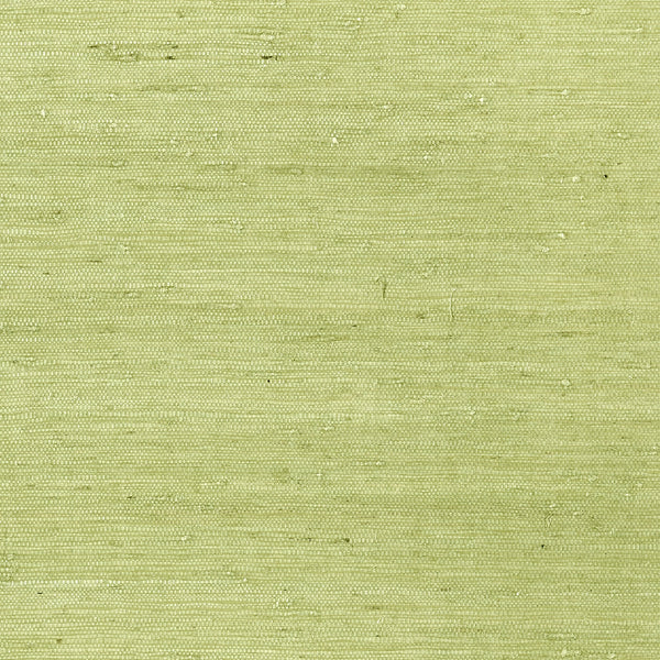Maranta Arrowroot, Pale Green Wallcoverings | Thibaut