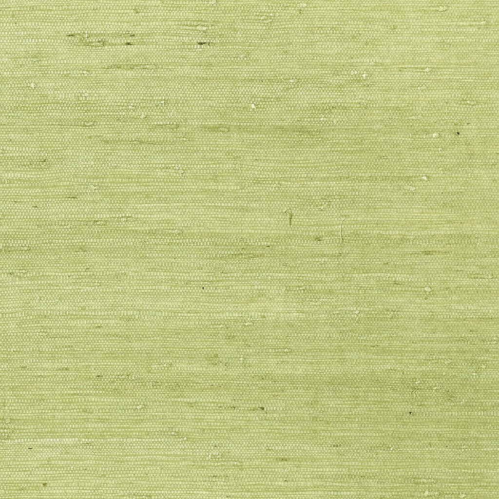 Maranta Arrowroot, Pale Green