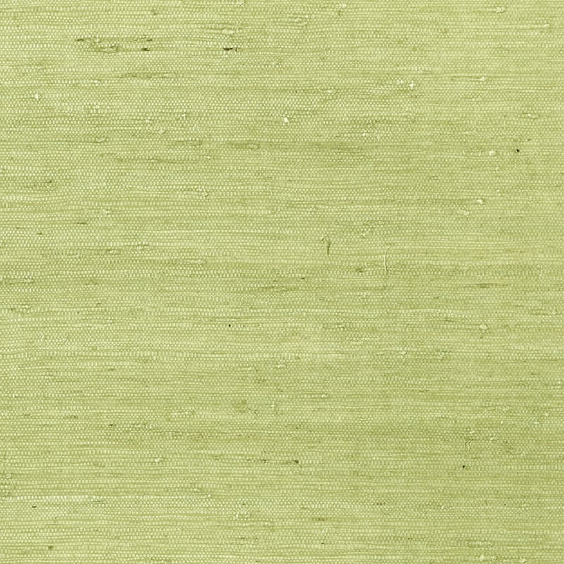 Maranta Arrowroot, Pale Green