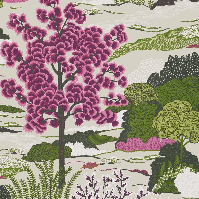 Daintree, Fuchsia