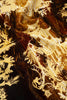 Temples in the Sky Velvet Yellow