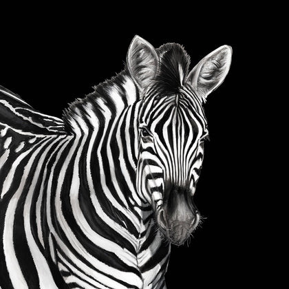 Zebra Mural Lucia By Dolce & Gabbana