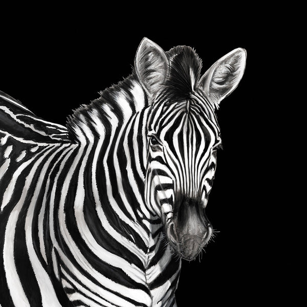 Zebra Mural Lucia By Dolce & Gabbana