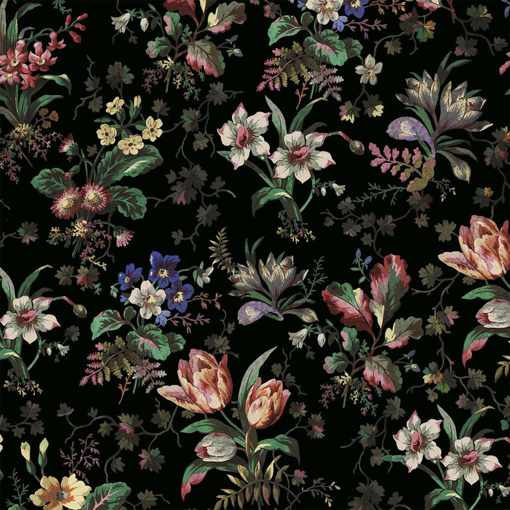 Tulipa Onyx, Sample