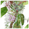 Topical Tropical Linen Original