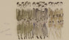 Academie Royale WDAR2001, Sample