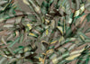 Florianopolis WDFL1802, Sample
