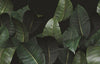 Zamia WDZA2102 a, Sample