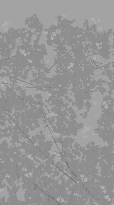 Wild Woods Charcoal - Light Gray Commercial Wallcovering | Koroseal
