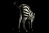 Ap Digital Black Wallcovering | AS Creation