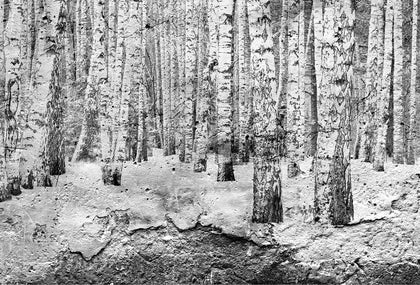 Arego Aspen Trees | Coordone Europe