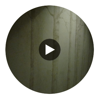Aspen Tree Wall Mural as seen as the Westin Riverfront Resort Circular Swatch | Retro Walls