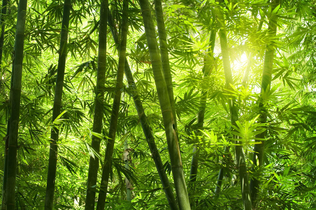 Nature Green Wallcovering | AS Creation
