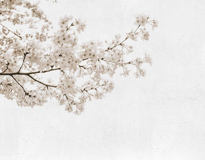 Subtle Branches | Coordone Europe