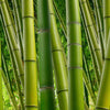 Xxlwallpaper 3 Green Wallcovering | AS Creation