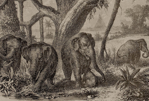 Elephants in the Jungle | Coordone Europe