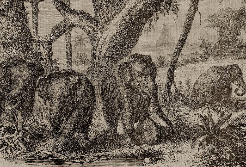 Elephants in the Jungle