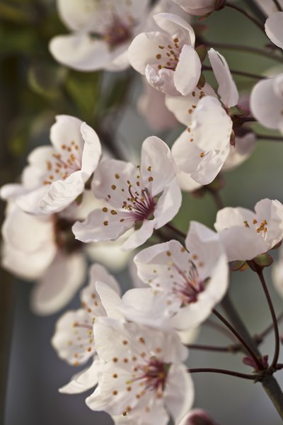 Cherry Blossoms - Light Gray Commercial Wallcovering | Koroseal