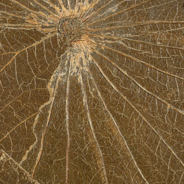 Nénuphar Sauvage Kaki | CMO Paris
