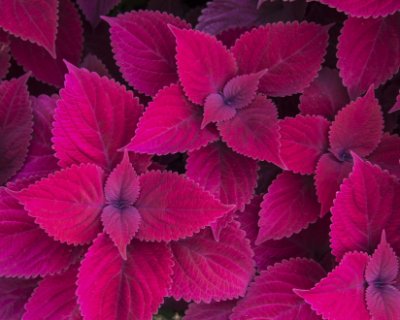 Coleus - Dark Purple Commercial Wallcovering | Koroseal