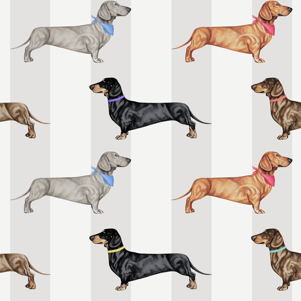 Dachshund Dog Wallcovering | Graduate Collection