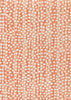 Coral on White