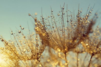 Dewy Dandelion - Light Blue Commercial Wallcovering | Koroseal