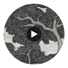Eternal Oak Ebony/First Light | Harlequin UK Circular Swatch | Harlequin
