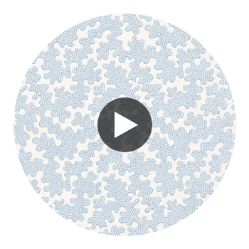 Zori Awakening/Cornflower | Harlequin UK Circular Swatch | Harlequin