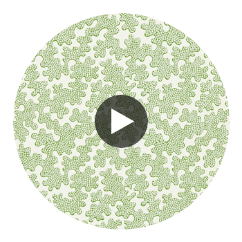 Zori Forest/First Light | Harlequin UK Circular Swatch | Harlequin