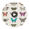 Papilio Flamingo / Papaya / Olive | Harlequin UK Circular Swatch | Harlequin