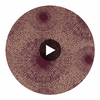 Anthology Perlite Ruby / Antique Brass | Harlequin UK Circular Swatch | Harlequin